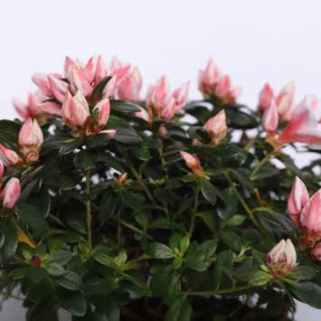 Azalia - 15 cm