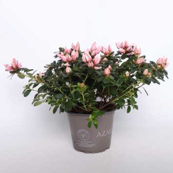 Azalia - 15 cm