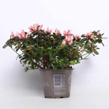 Azalia - 15 cm