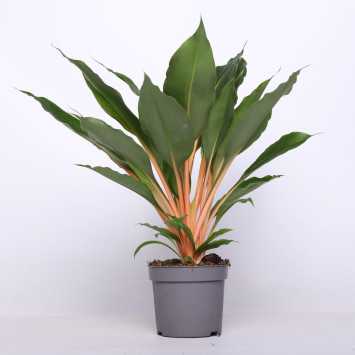 Chlorophytum orchidastrum 'Green Orange' 