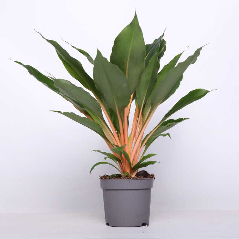 Chlorophytum orchidastrum 'Green Orange' 