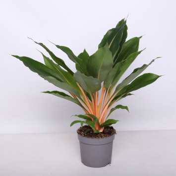 Chlorophytum orchidastrum 'Green Orange' 
