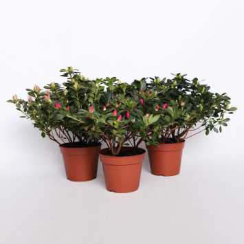 Azalia - mix kolorów - 14 cm
