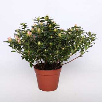 Azalia - mix kolorów - 14 cm