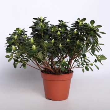 Azalia - mix kolorów - 14 cm
