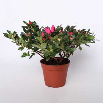 Azalia - mix kolorów - 14 cm