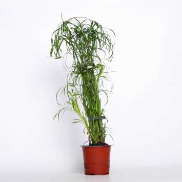 Papirus 14 CM 