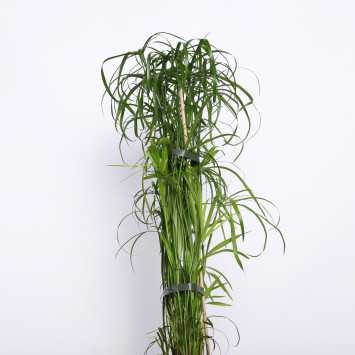 Papirus 14 CM 