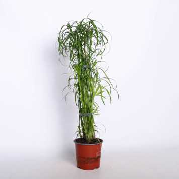 Papirus 14 CM 