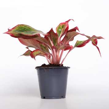 Aglonema lipstick 