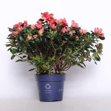 Azalia - śr. donicy 15 cm