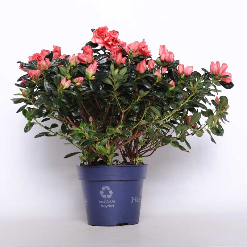Azalia - śr. donicy 15 cm