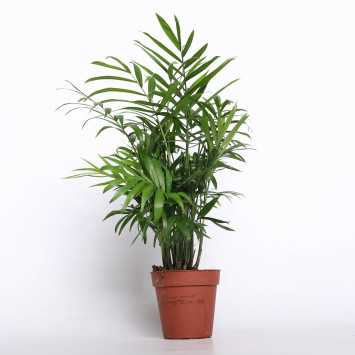 Chamedora wytworna (Chamaedorea elegans) - 09 cm