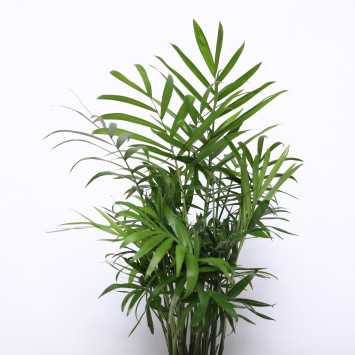 Chamedora wytworna (Chamaedorea elegans) - 09 cm