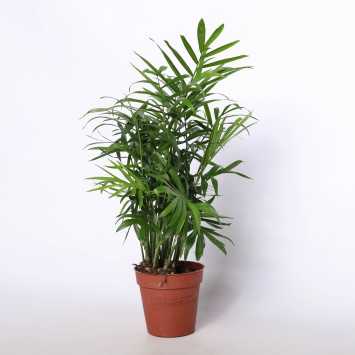 Chamedora wytworna (Chamaedorea elegans) - 09 cm