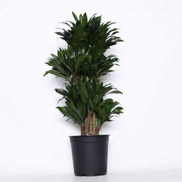 Dracena wonna - śr.donicy 24 cm