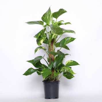 Epipremnum Scindapsus Mosstok 15 cm