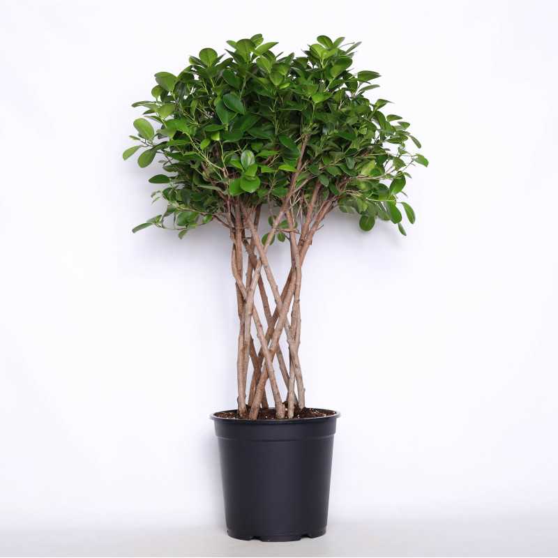 Ficus Maclome na pniu - śr. donicy 27 cm
