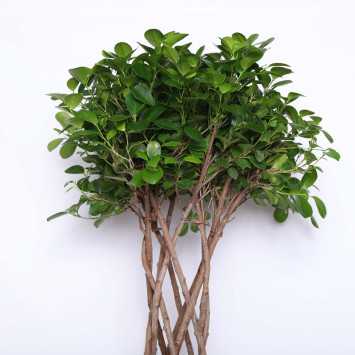 Ficus Maclome na pniu - śr. donicy 27 cm