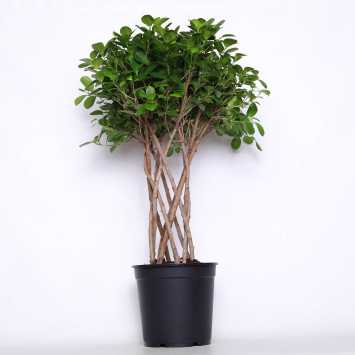 Ficus Maclome na pniu - śr. donicy 27 cm