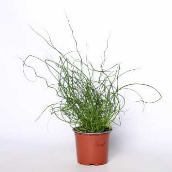 JUNKUS SPIRAL. WIJO NL-327853700 