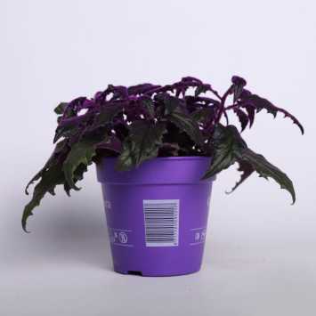 GYNURA 12CM GJH NL-831013982 