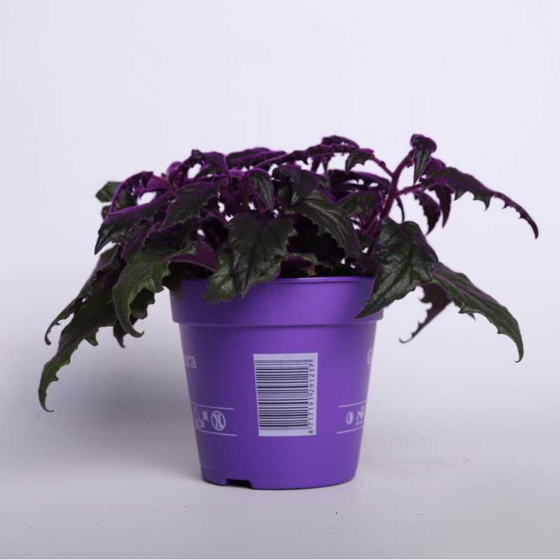 GYNURA 12CM GJH NL-831013982 