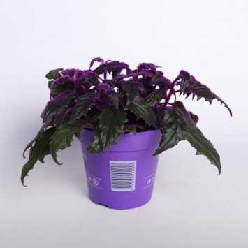 GYNURA 12CM GJH NL-831013982 