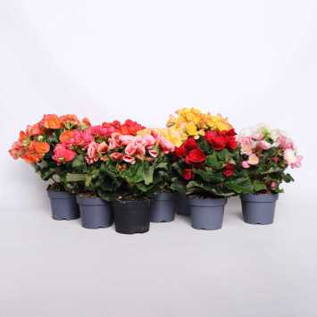 Begonia elatra - śr. donicy: 12 cm 