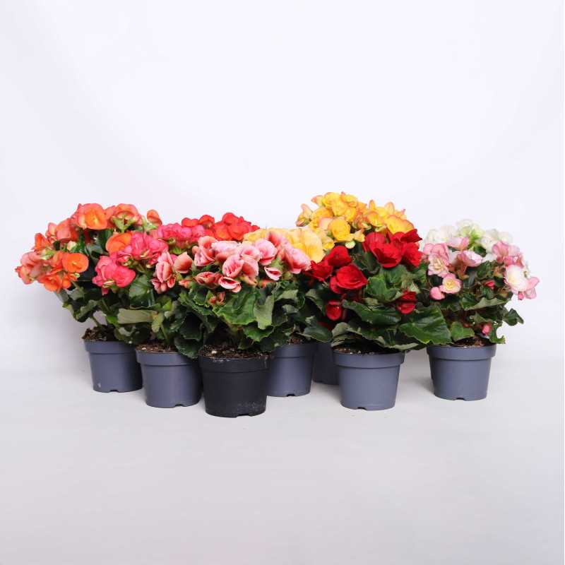 Begonia elatra - śr. donicy: 12 cm 
