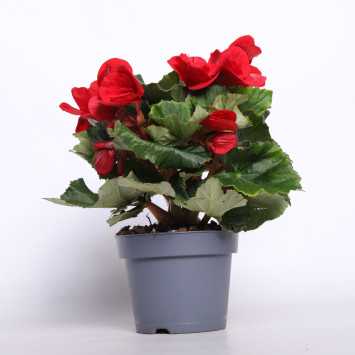 Begonia elatra - śr. donicy: 12 cm 