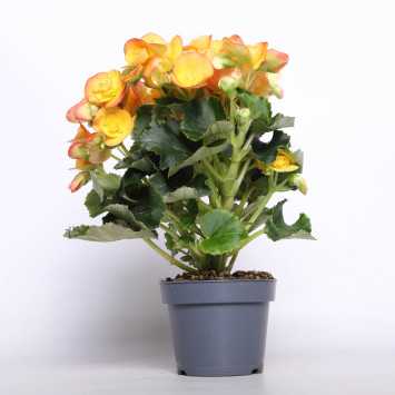 Begonia elatra - śr. donicy: 12 cm 