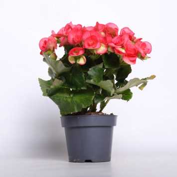 Begonia elatra - śr. donicy: 12 cm 