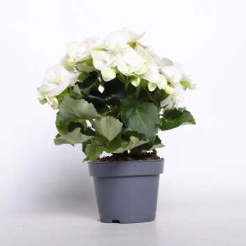 Begonia elatra - śr. donicy: 12 cm 