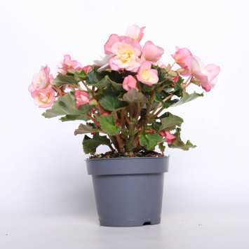 Begonia elatra - śr. donicy: 12 cm 