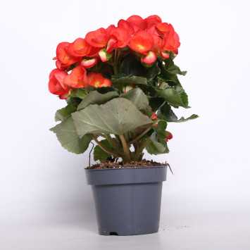 Begonia elatra - śr. donicy: 12 cm 