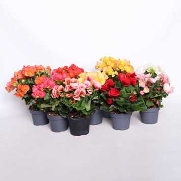 Begonia elatra - śr. donicy: 12 cm 