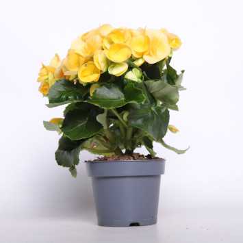 Begonia elatra - śr. donicy: 12 cm 