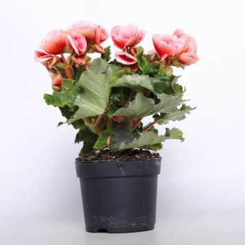 Begonia elatra - śr. donicy: 12 cm 