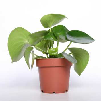 Peperomia Raindrop