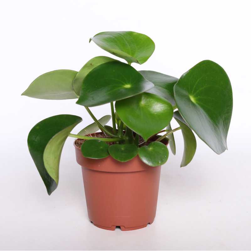 Peperomia polybotrya Raindrop