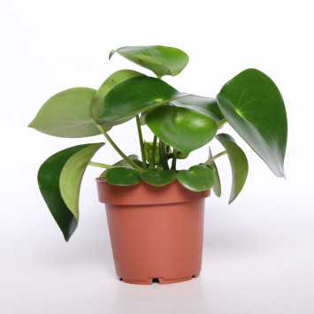 Peperomia Raindrop