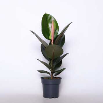 Ficus elastica - śr. donicy: 17 cm 