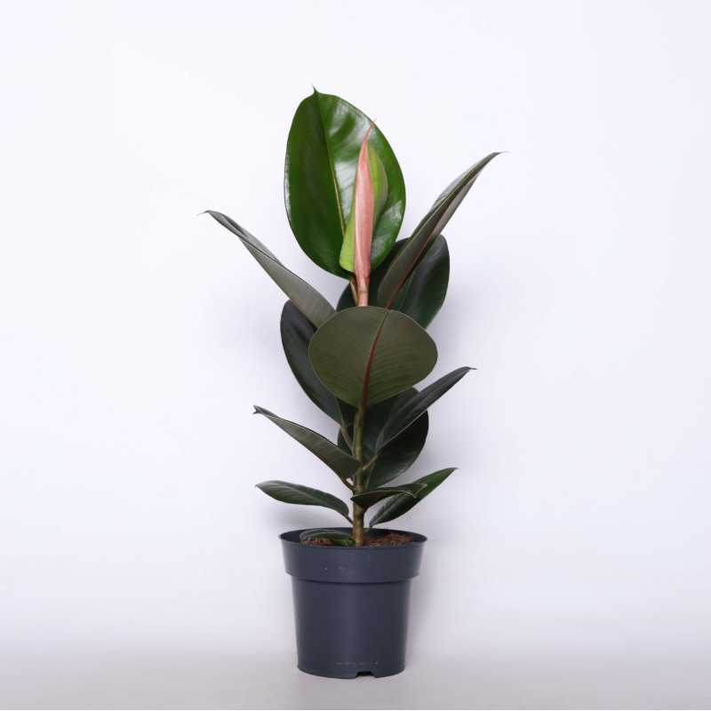 Ficus elastica (Fikus Sprężysty)