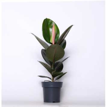 Ficus elastica (Fikus Sprężysty)