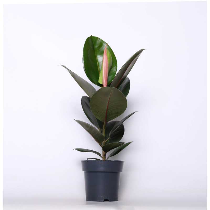 Ficus elastica (Fikus Sprężysty) Ficus elastica (Fikus Sprężysty)