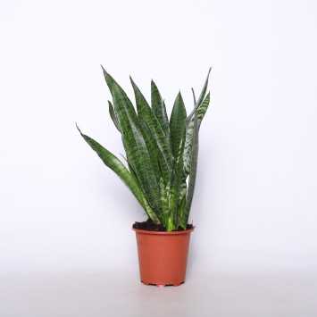 Sanseweria gwinejska - śr. donicy 14 cm