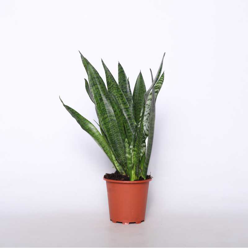 Sanseweria gwinejska - śr. donicy 14 cm
