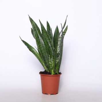 Sanseweria gwinejska - śr. donicy 14 cm