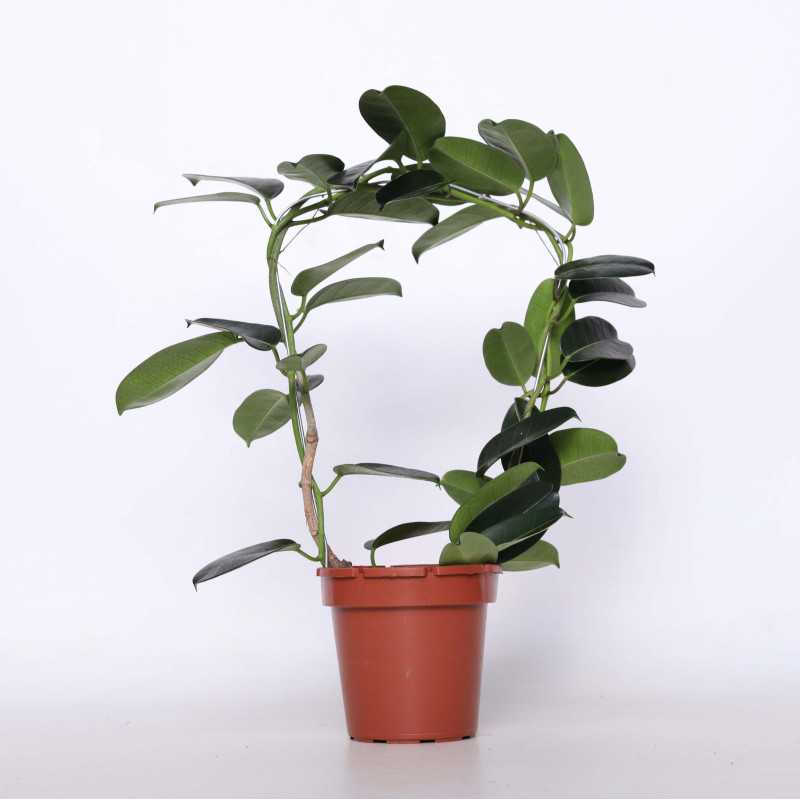 Stephanotis Floribunda (Stefanotis Bukietowy)